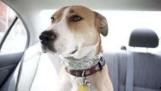 大狗最新爆料新闻报道,揭秘最新热点事件内幕